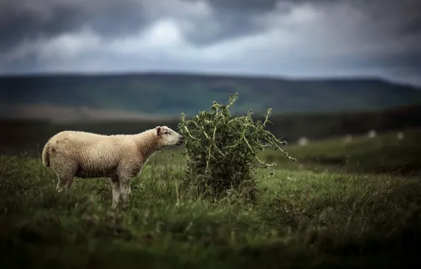 Природа, фон, овца