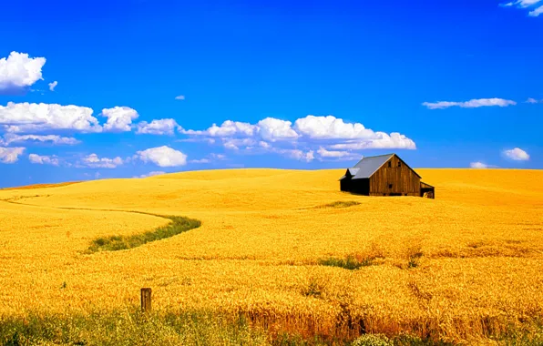 Картинка пшеница, поле, небо, облака, пейзаж, дом