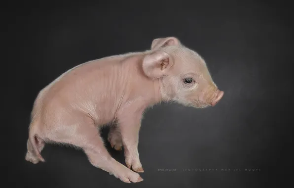 Фон, свинья, поросёнок