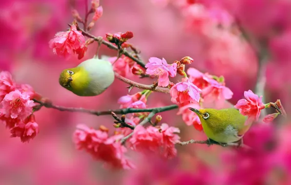 Картинка цветы, ветки, природа, вишня, сакура, Птицы, розовые, Японский белый глаз