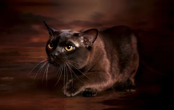 Кошка, фото, фон, грация, бурма, бурманская кошка, шоколадный окрас
