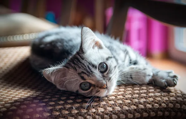 Картинка кошка, кот, взгляд, мордочка, лежит, котёнок, британский