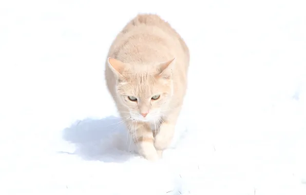 Кошка, кот, снег, прогулка