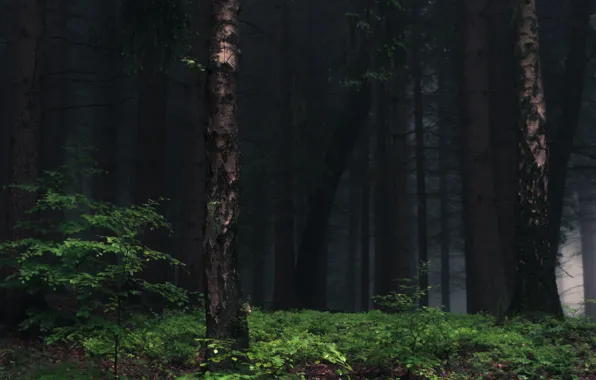 Лес, деревья, природа, туман, Германия, Deutschland, Nordrhein-Westfalen, Rheinbach