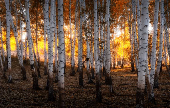 Картинка осень, лес, солнце, свет, природа, золото, вечер, березы