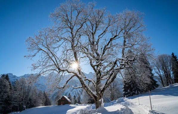 Картинка зима, лес, небо, солнце, лучи, снег, деревья, горы