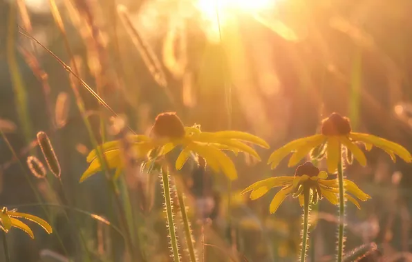 Свет, цветы, природа