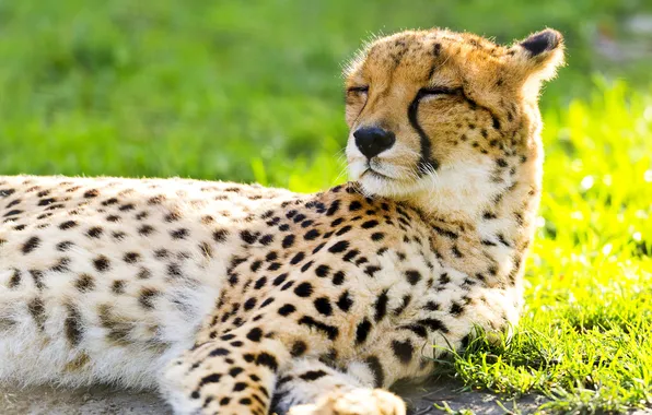 Картинка взгляд, хищник, гепард, cheetah