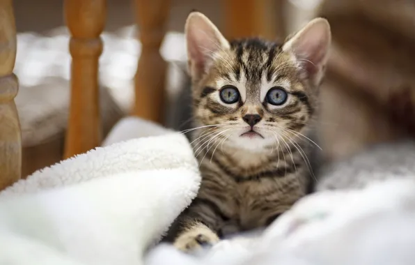 Картинка кошка, взгляд, кровать, малыш, мордочка, лежит, котёнок