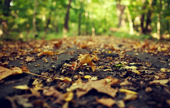 Картинка дорога, осень, асфальт, листья, макро, природа, желтые, размытость