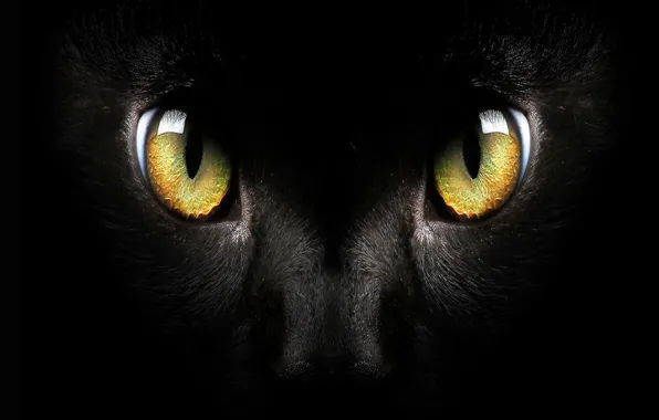 Black cat, Macro, cat face, green eyed