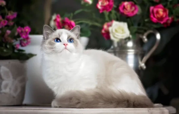 Картинка кошка, взгляд, цветы, розы, голубые глаза, Рэгдолл