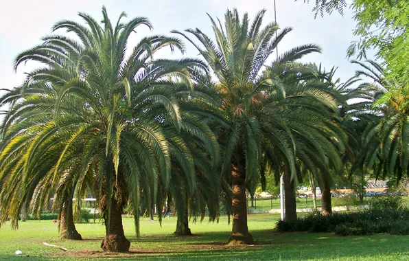 Brazil, Sao Paulo, Ibirapuera Park, anary Island Date Palm (Phoenix canariensis)