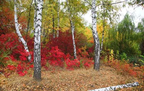 Осень, листья, деревья, парк, colorful, nature, park, autumn