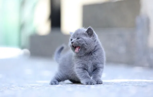 Кошка, котенок, малыш, британский, боке, мяукает