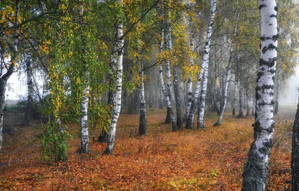 Осень, березы, березовая роща