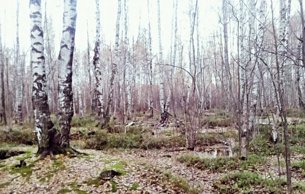 Осень, лес, пейзаж, болото, ноябрь2023