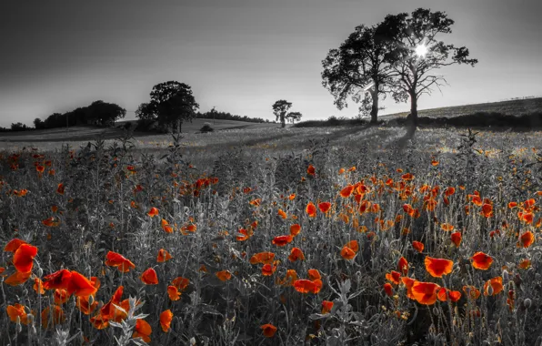 Поле, природа, маки