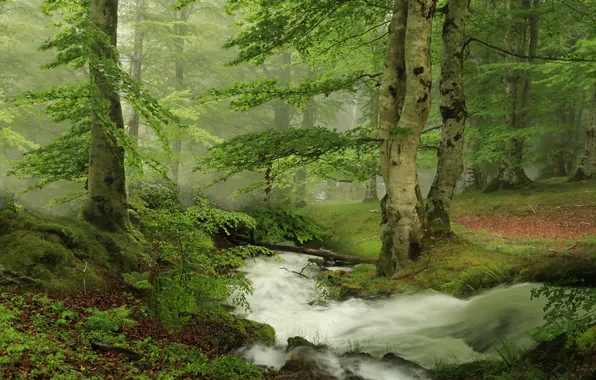 Лес, деревья, природа, туман, ручей