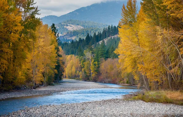 Картинка осень, лес, горы, река, США, штат Вашингтон