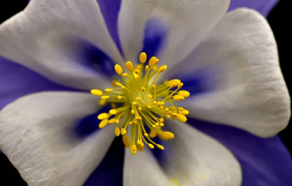 Цветок, макро, природа, лепестки, водосбор, аквилегия, Columbine