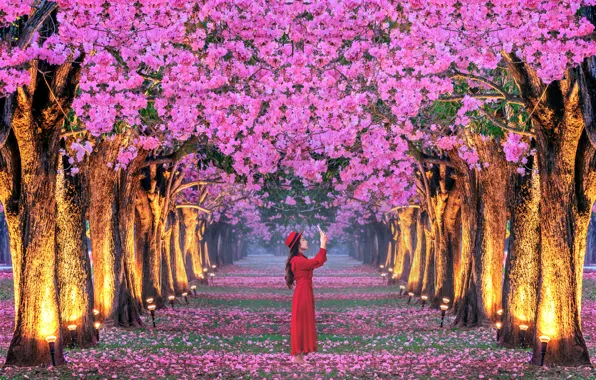 Картинка девушка, деревья, вишня, парк, весна, Япония, сакура, Japan