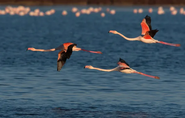 Картинка вода, птицы, полёт, трио, фламинго, троица
