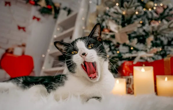 Кошка, кот, черно-белый, Рождество, пасть, Новый год