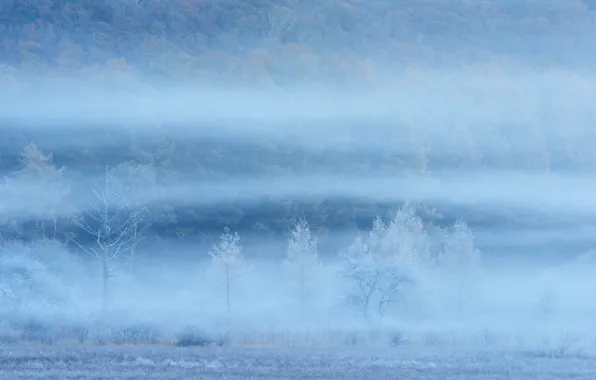 Картинка поле, деревья, туман, склон, дымка