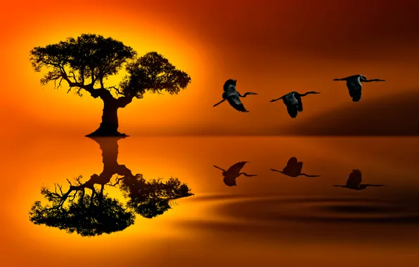 Птицы, отражение, дерево, SUNSET JOURNEY