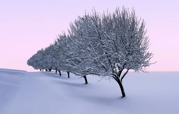 Зима, снег, деревья