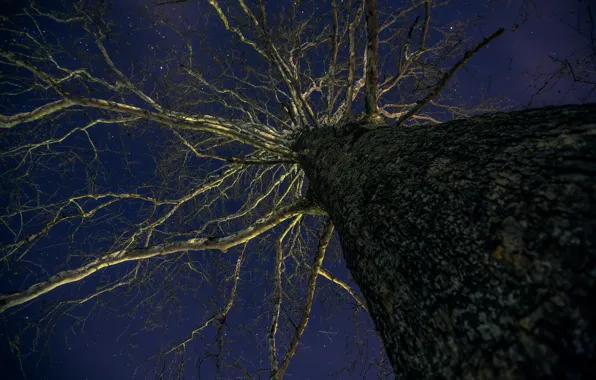 Небо, ночь, дерево