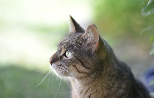 Кот, Профиль, Кит Киттен