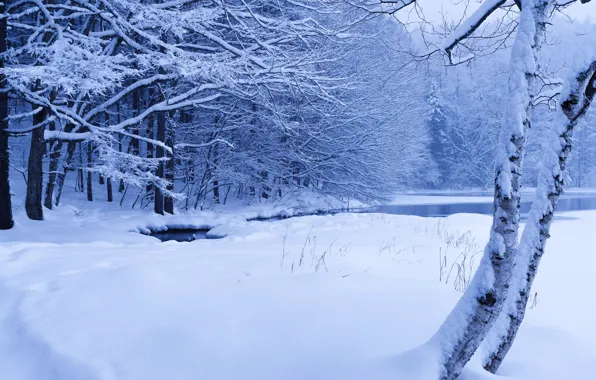Зима, лес, снег, деревья, пруд, ручей