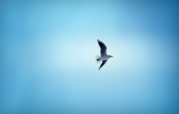 Картинка небо, птица, чайка