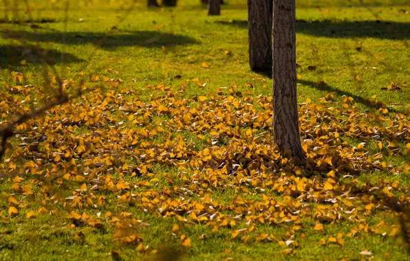 Картинка осень, трава, листья, ветви, тени, лужайка, жёлтые, деревца