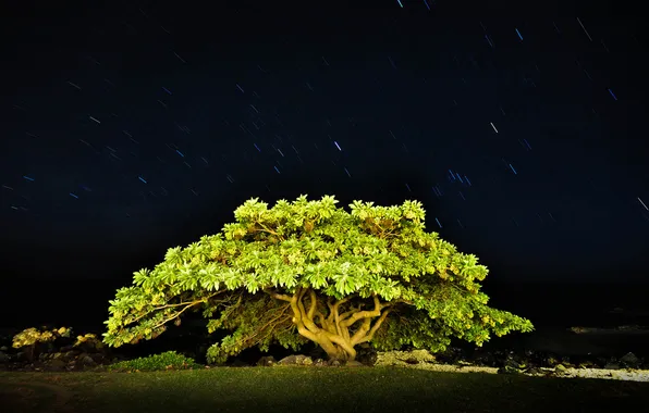 Небо, звезды, деревья, ночь