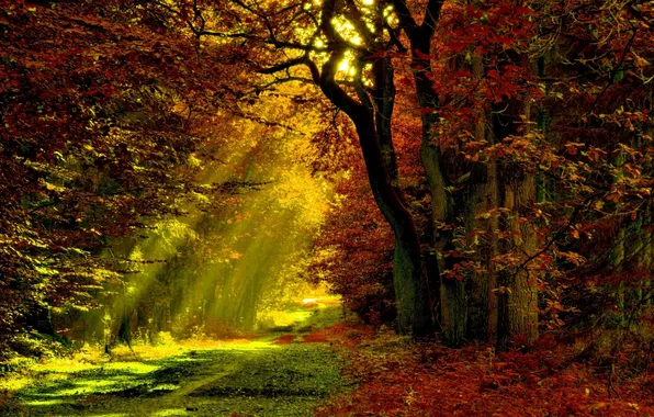 Картинка лес, лучи, свет, деревья, листва, Осень