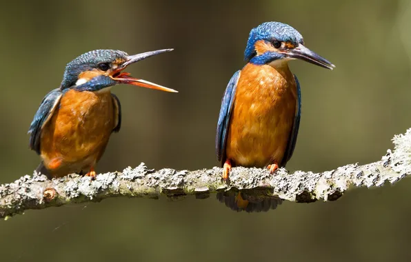 Ветки, птица, обои, клюв