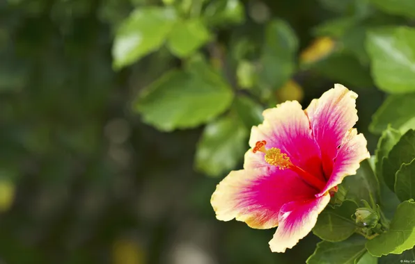 Картинка цветок, макро, Гибискус, Two Toned Hibiscus