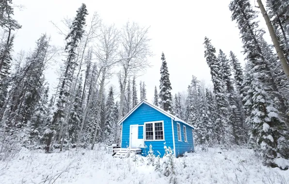 Forest, winter, snow, cabin