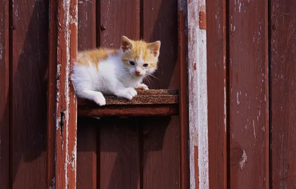 Картинка кошка, белый, кот, котенок, рыжий, cat