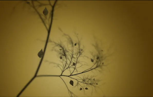 Картинка листья, ветки, дерево