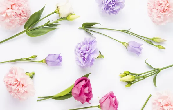 Цветы, бутоны, fresh, pink, flowers, violet, эустома, eustoma