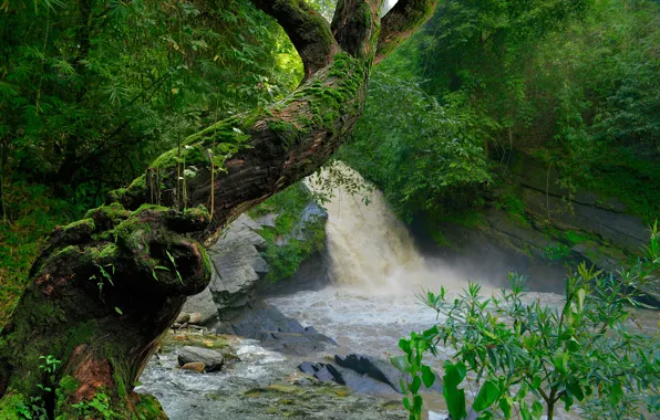 Зелень, лес, тропики, река, камни, дерево, водопад, мох