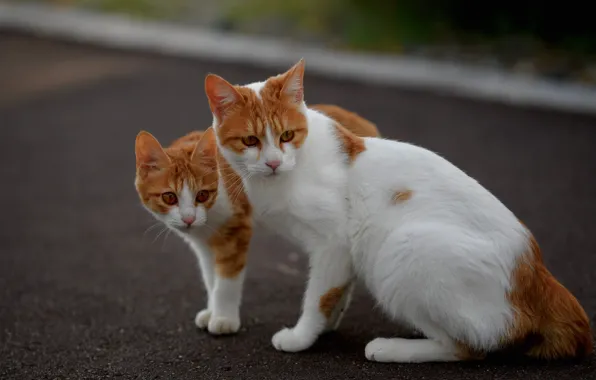 Кошка, кот, кошки, поза, коты, рыжие, парочка