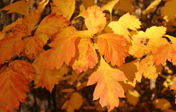 Осень, желтый, Листья