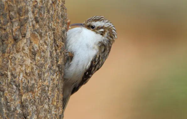 Картинка дерево, птица, ствол, brown creeper