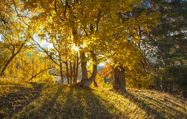 Картинка осень, лес, листья, деревья, желтые, лучи солнца