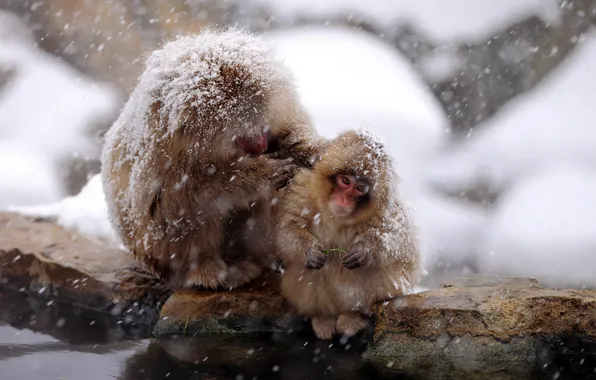 Природа, фон, Japan, Nagano, Snow monkey